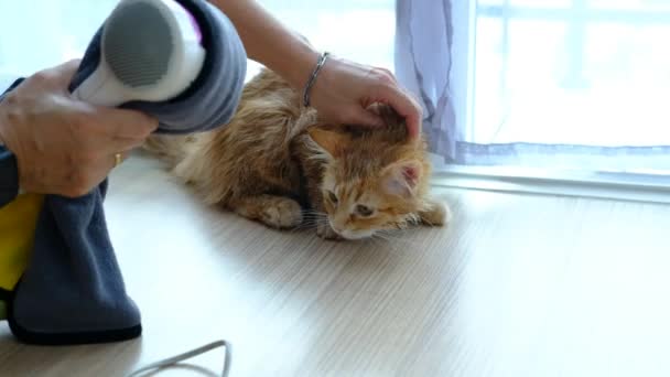 女人的手在屋里给一只橙色的猫洗了个干澡盆 — 图库视频影像