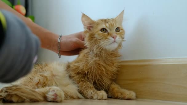 Woman Hand Giving Dry Bath Orange Cat House — Stock Video