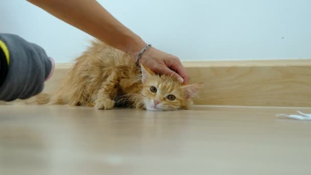 Mano Mujer Dando Baño Seco Gato Naranja Casa — Vídeo de stock