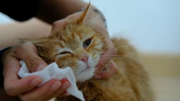 Keze Száraz Fürdőt Egy Narancssárga Macskának Házban — Stock videók