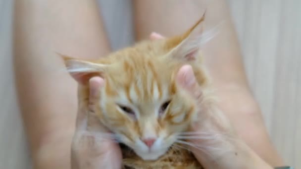Weibliche Hände Spielen Mit Einem Orangefarbenen Kätzchen — Stockvideo