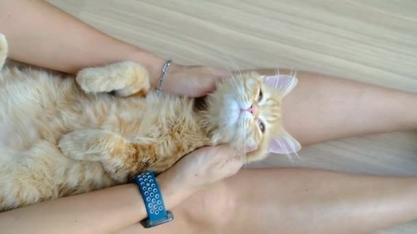 Turuncu Bir Kedi Yavrusuyla Oynayan Kadın Eller — Stok video