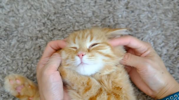 오렌지 고양이와 — 비디오