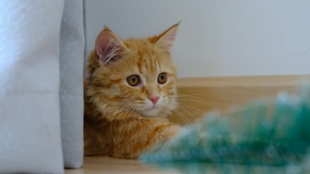 一只橙色的小猫正在用玩具练习他的打猎技巧 — 图库视频影像