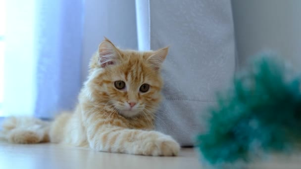 一只橙色的小猫正在用玩具练习他的打猎技巧 — 图库视频影像