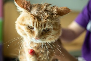 Bir turuncu kedi banyo yapmaya zorlandıktan sonra hoşnutsuz görünür..