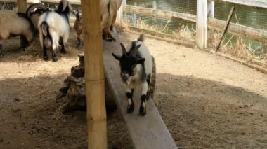 Keçiler ve günlük davranışları