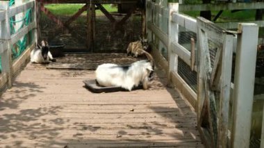 Keçiler ve günlük davranışları