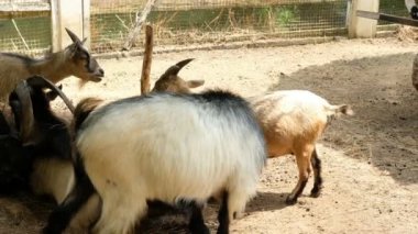 Keçiler ve günlük davranışları