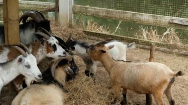 Keçiler ve günlük davranışları