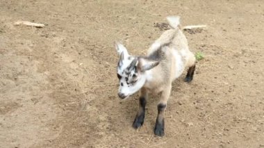 Keçiler ve günlük davranışları