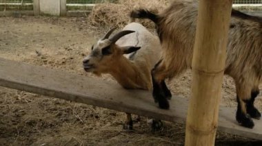 Keçiler ve günlük davranışları