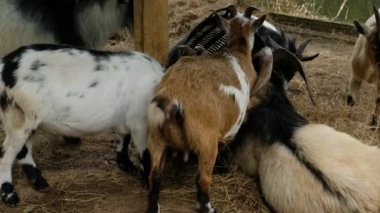 Keçiler ve günlük davranışları