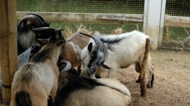 Keçiler ve günlük davranışları