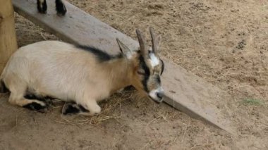 Keçiler ve günlük davranışları