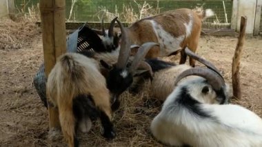 Keçiler ve günlük davranışları