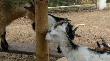 Keçiler ve günlük davranışları