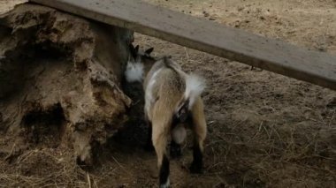 Keçiler ve günlük davranışları