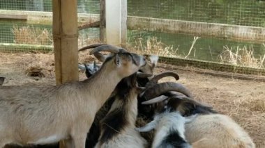 Keçiler ve günlük davranışları