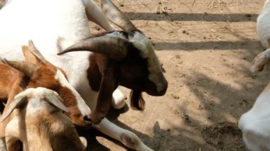 Kaplumbağalar ve günlük davranışları.