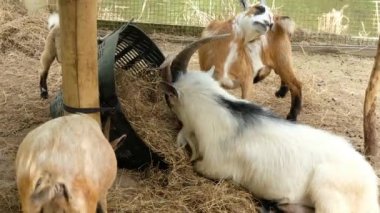 Keçiler ve günlük davranışları