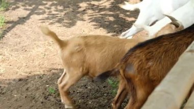 Keçiler ve günlük davranışları