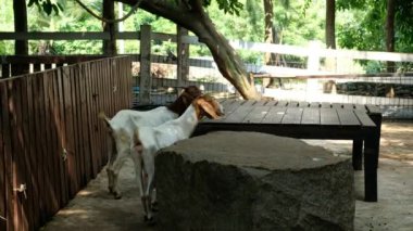 Keçiler ve günlük davranışları