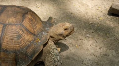 Kaplumbağalar ve günlük davranışları.