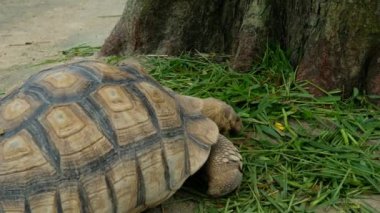 Kaplumbağalar ve günlük davranışları.