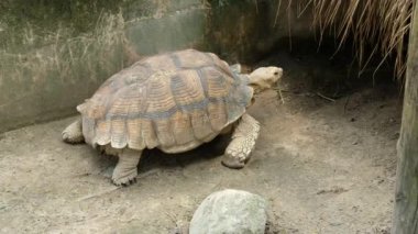Kaplumbağalar ve günlük davranışları.