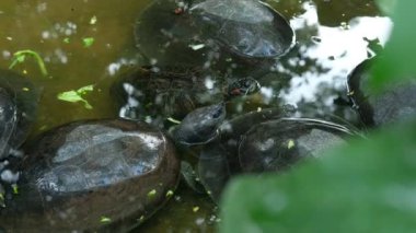 Kaplumbağalar ve günlük davranışları.
