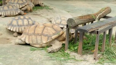 Kaplumbağalar ve günlük davranışları.