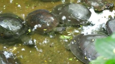 Kaplumbağalar ve günlük davranışları.