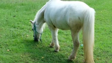 Atlar ve günlük davranışları.