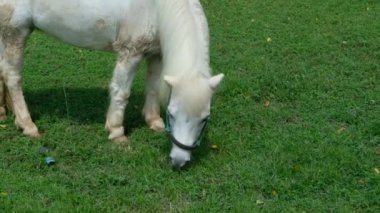 Atlar ve günlük davranışları.