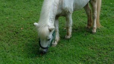 Atlar ve günlük davranışları.