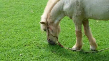 Atlar ve günlük davranışları.