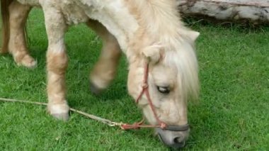 Atlar ve günlük davranışları.