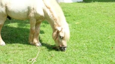 Atlar ve günlük davranışları.