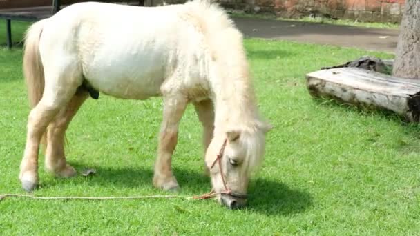 Chevaux et leur comportement quotidien