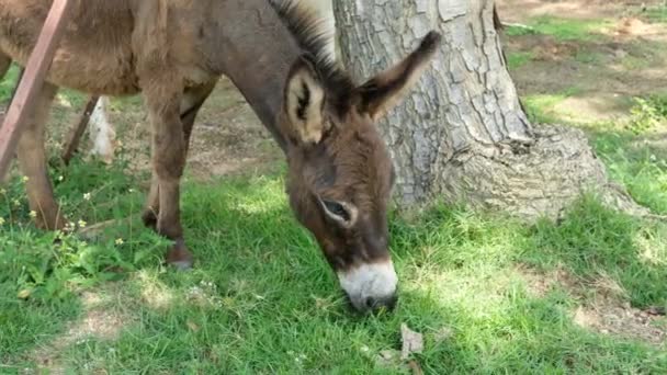 Chevaux et leur comportement quotidien