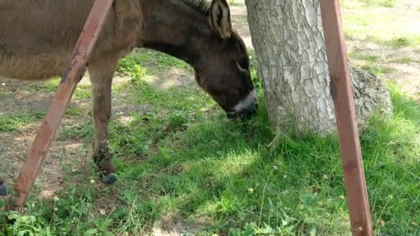 Chevaux et leur comportement quotidien