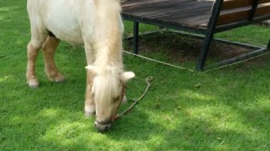 Atlar ve günlük davranışları.