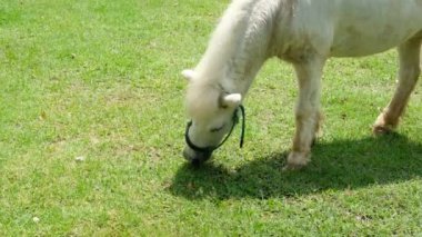 Atlar ve günlük davranışları.