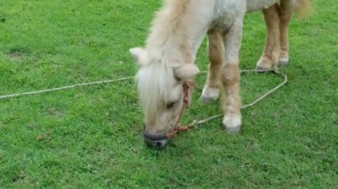 Atlar ve günlük davranışları.