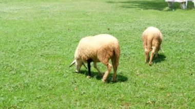 Koyunlar ve onların günlük davranışları