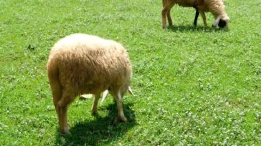 Atlar ve günlük davranışları.