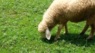 Koyunlar ve onların günlük davranışları