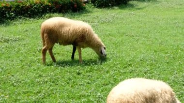 Koyunlar ve onların günlük davranışları