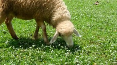 Koyunlar ve onların günlük davranışları